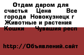 Отдам даром для счастья. › Цена ­ 1 - Все города, Новокузнецк г. Животные и растения » Кошки   . Чувашия респ.